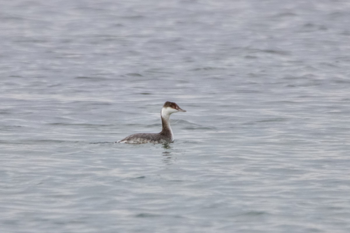 Horned Grebe - ML645670546