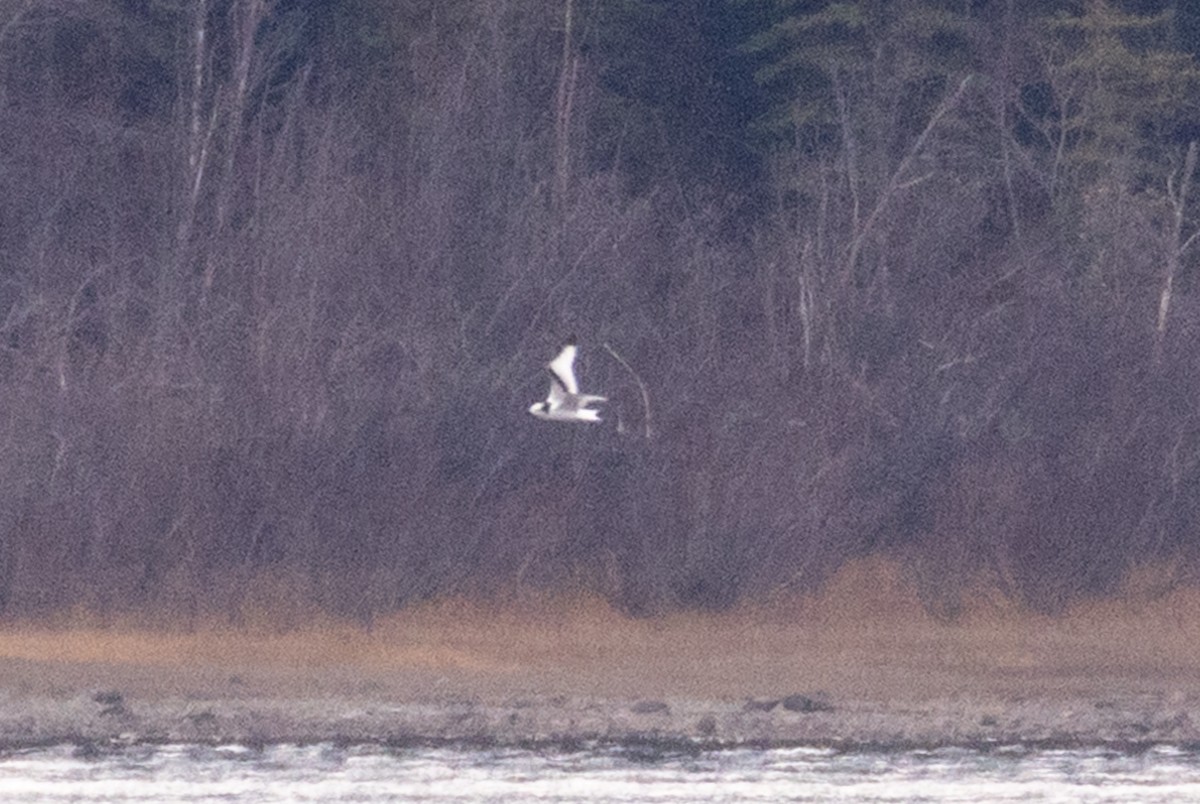 Black-legged Kittiwake - ML645670553