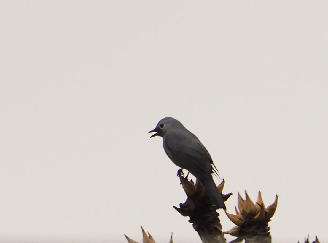Gray Cuckooshrike - ML645670569