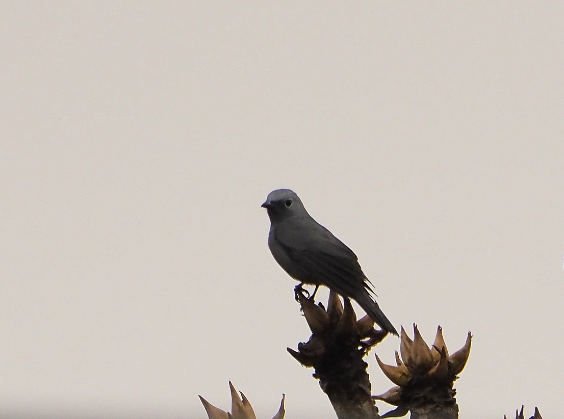 Gray Cuckooshrike - ML645670571