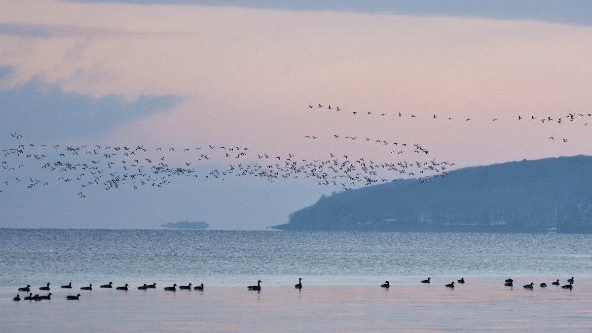 אווז שלג - ML645670574