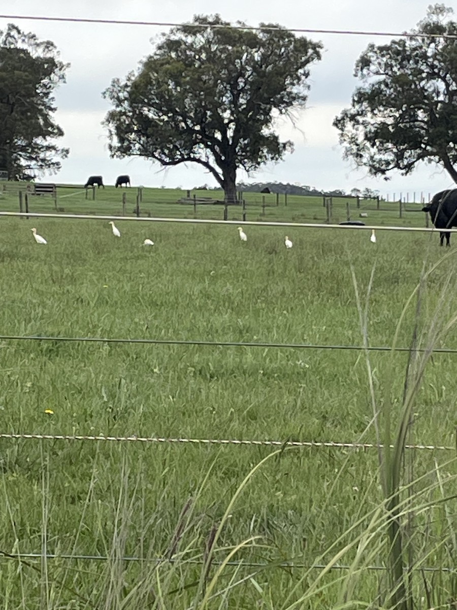 אנפית בקר מזרחית - ML645670576