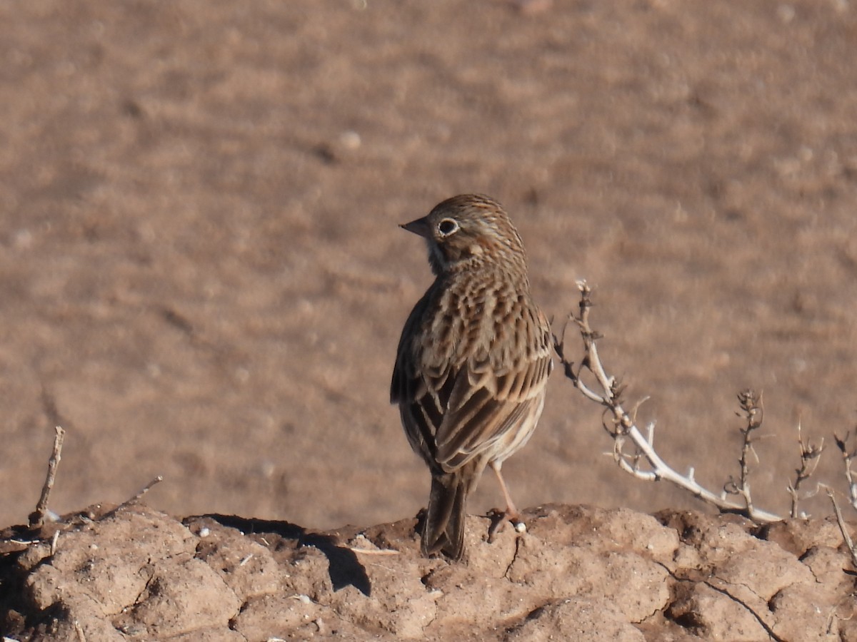 Vesper Sparrow - ML645670578