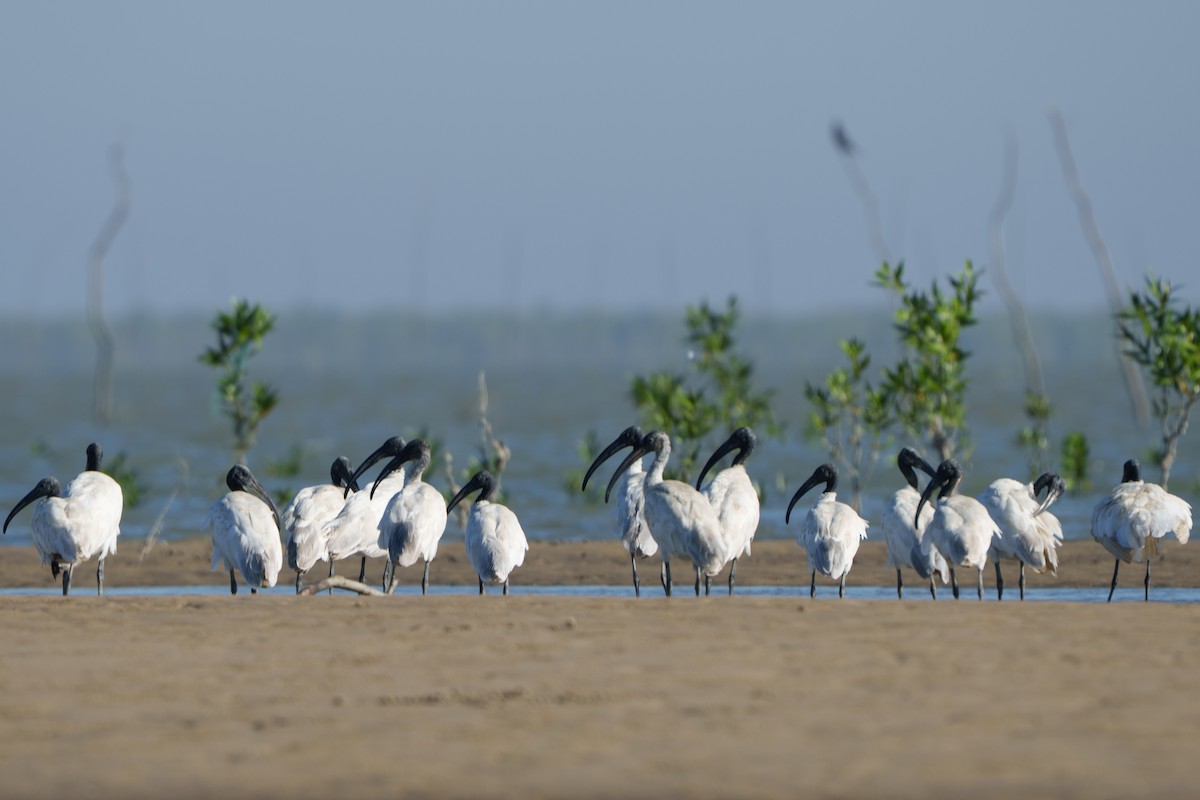 Black-headed Ibis - ML645670579