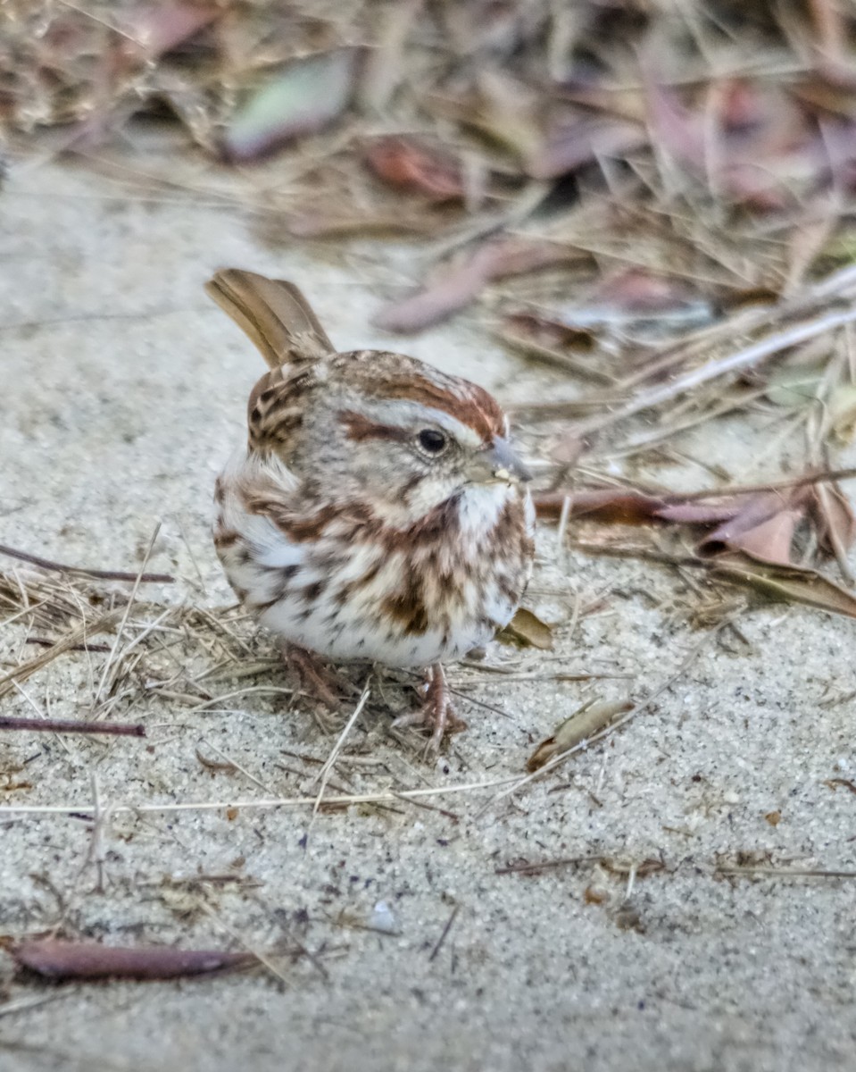 גיבתונית רוננת - ML645670581