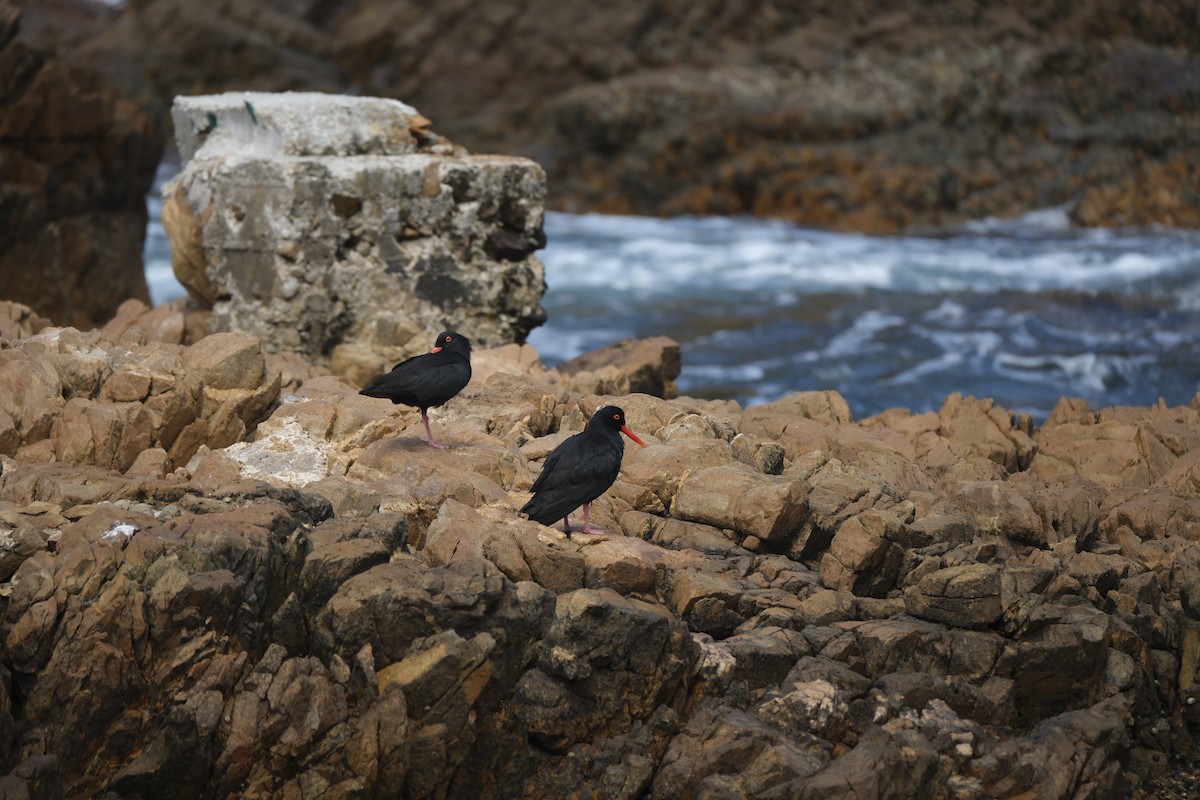 שלצדף אפריקני - ML645670582