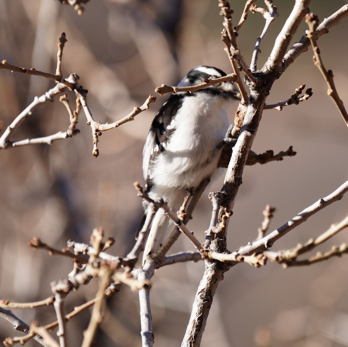 Downy Woodpecker - ML645670583