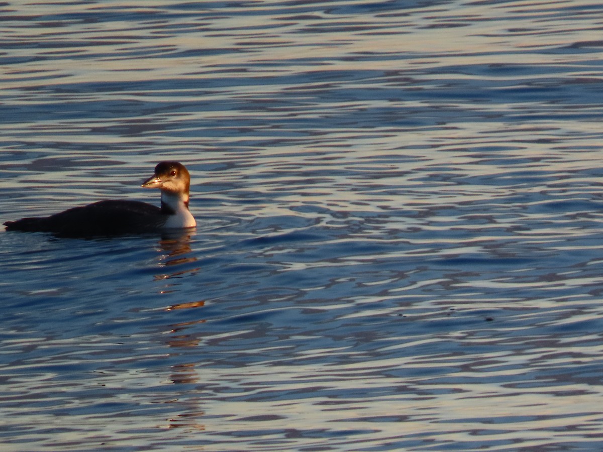 צוללן צפוני - ML645670584