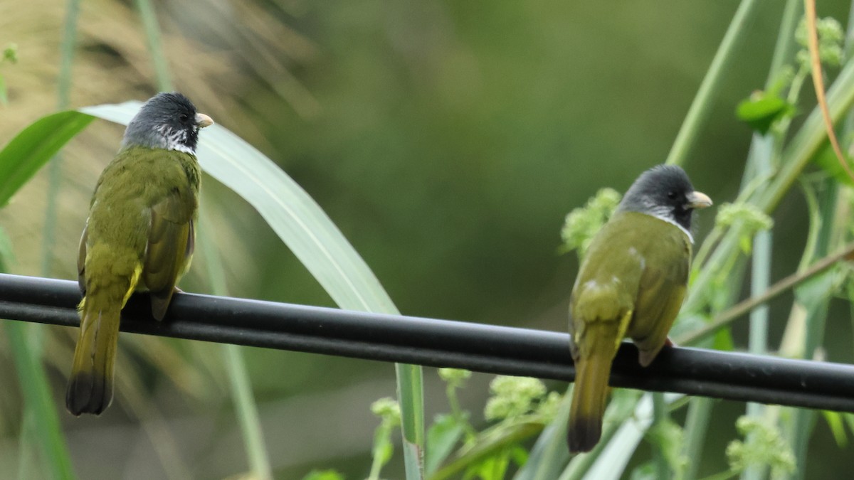 Collared Finchbill - ML645670586