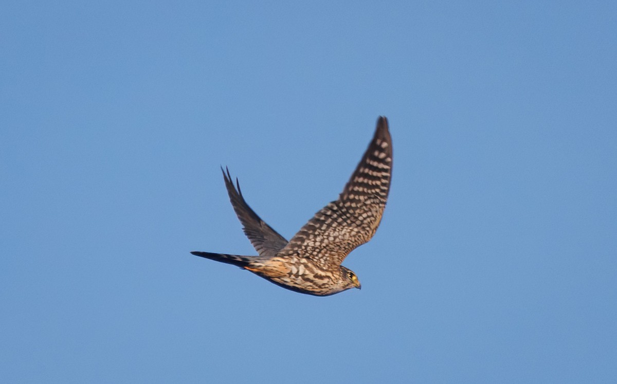 בז גמדי - ML645670589