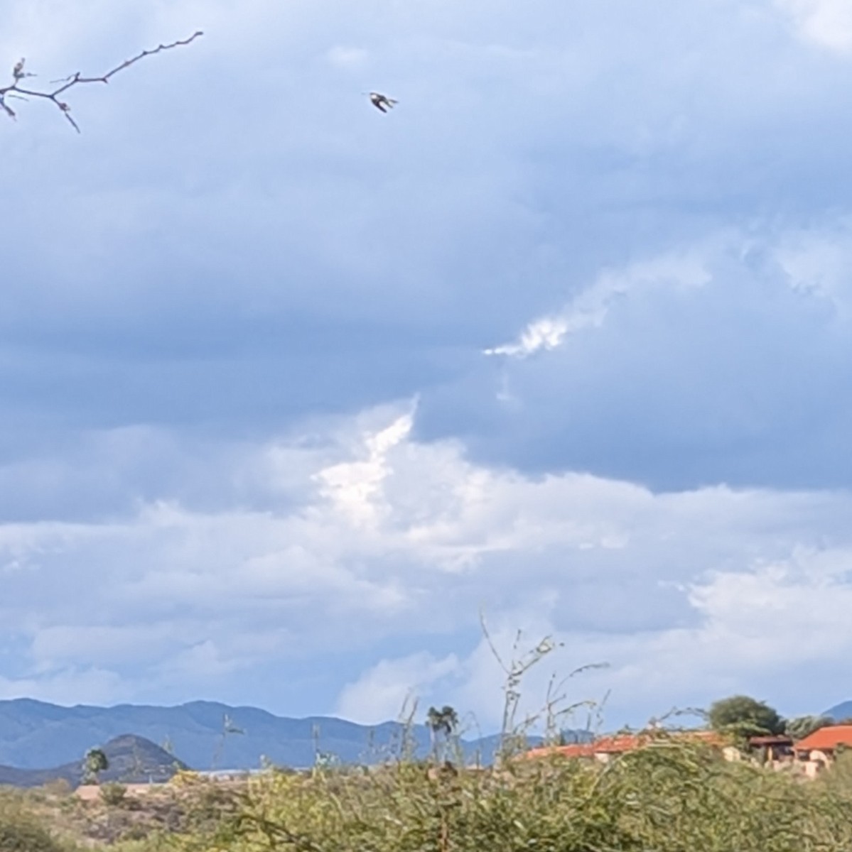 ביצנית עקודה - ML645670590