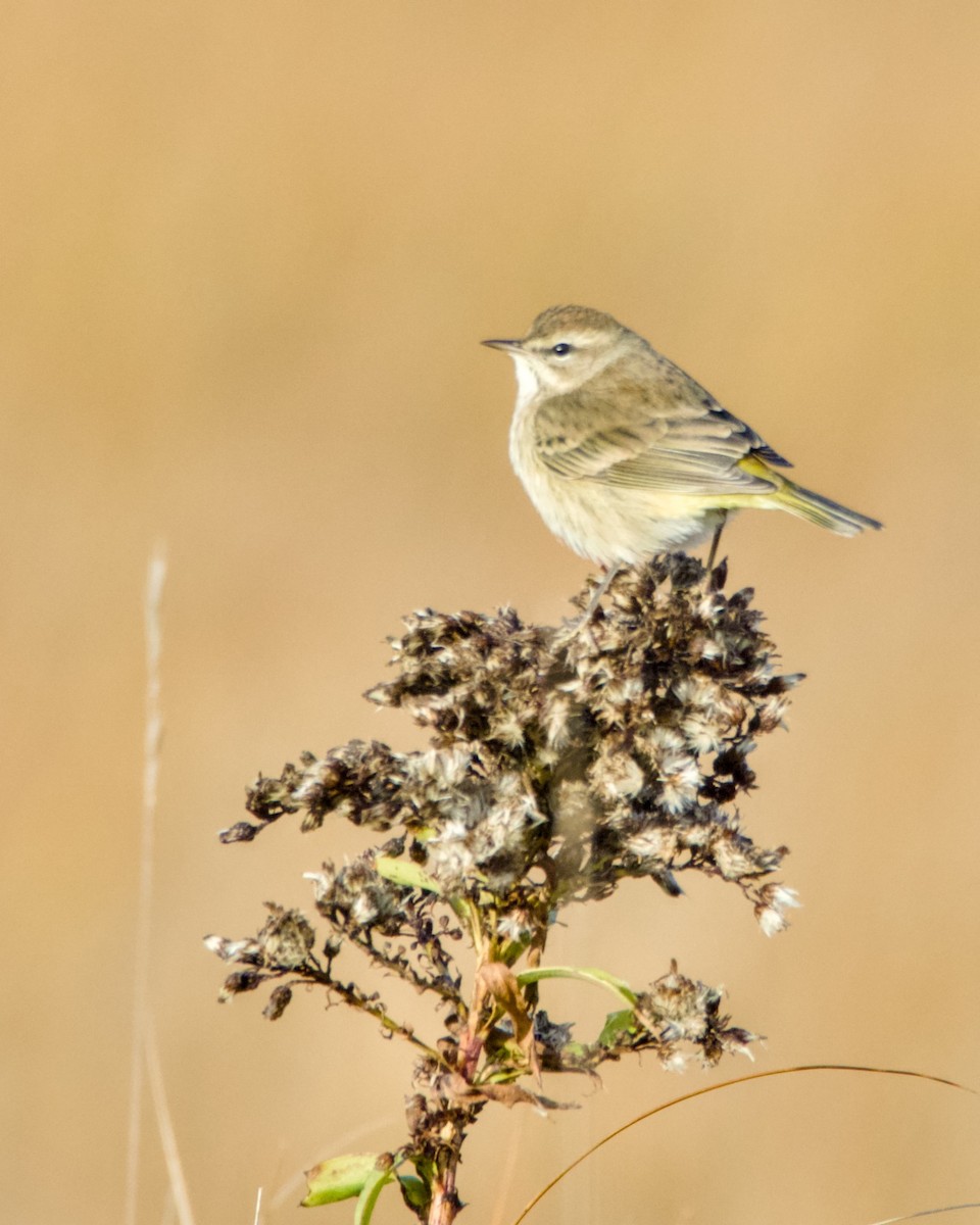 סבכון חום-כיפה - ML645670592