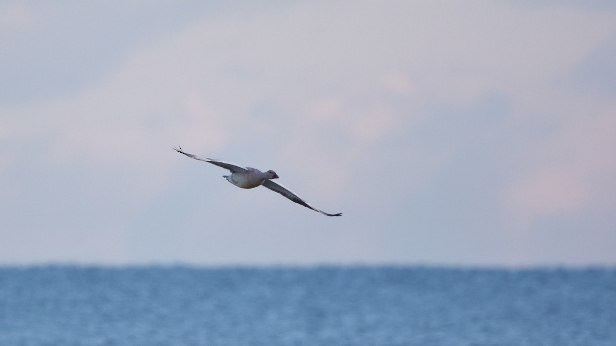 אווז שלג - ML645670593