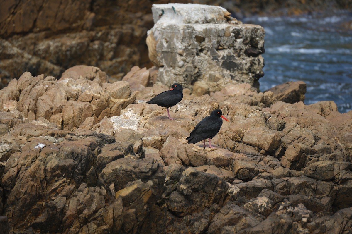 שלצדף אפריקני - ML645670596