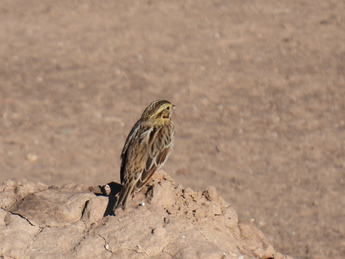 גיבתונית ערבות - ML645670601