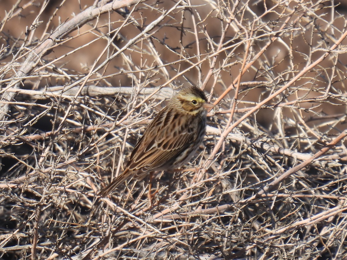 גיבתונית ערבות - ML645670602