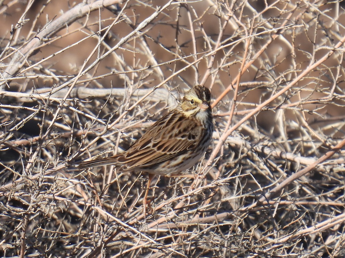 גיבתונית ערבות - ML645670603