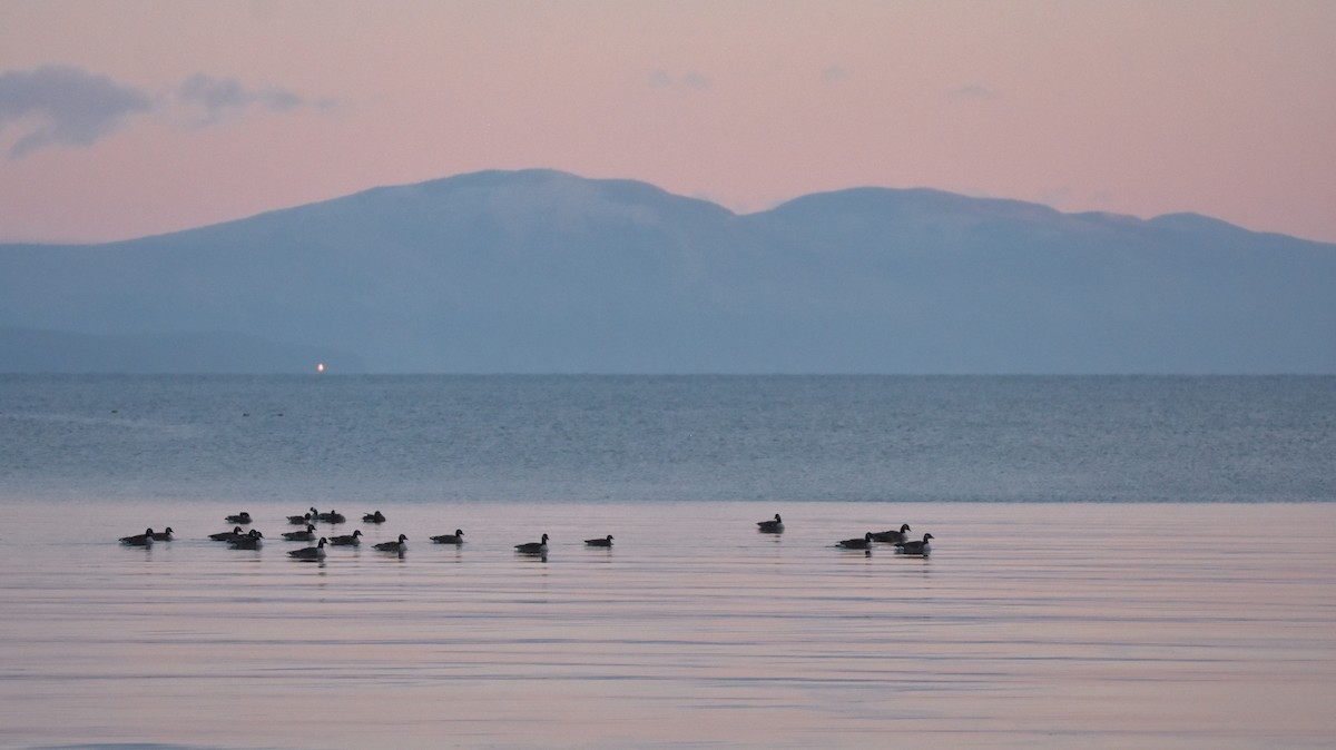 ברנטה קנדית - ML645670604