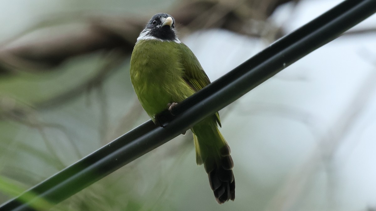 Collared Finchbill - ML645670605