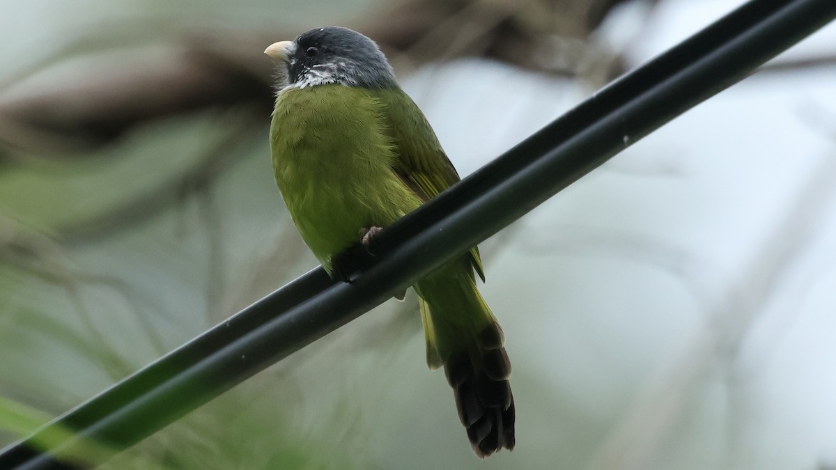 Collared Finchbill - ML645670606