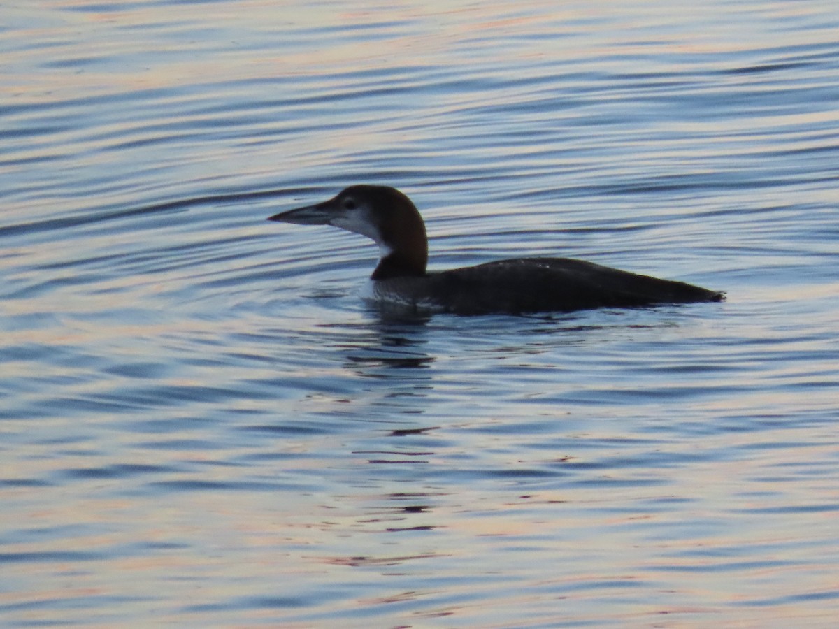 צוללן צפוני - ML645670607