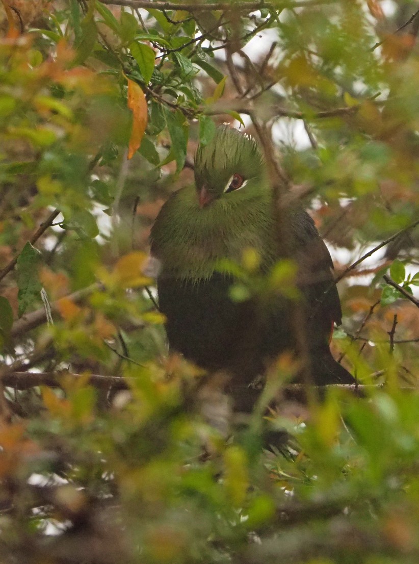 Knysna Turaco - ML645670609