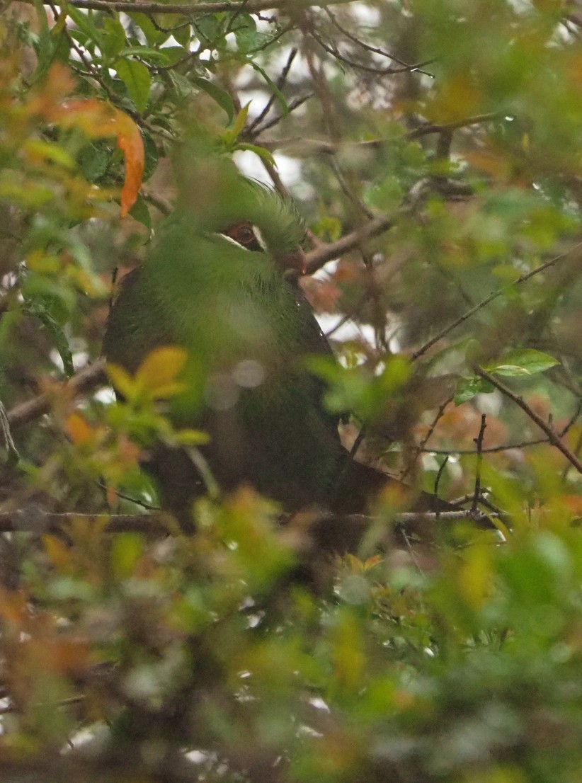 Knysna Turaco - ML645670610