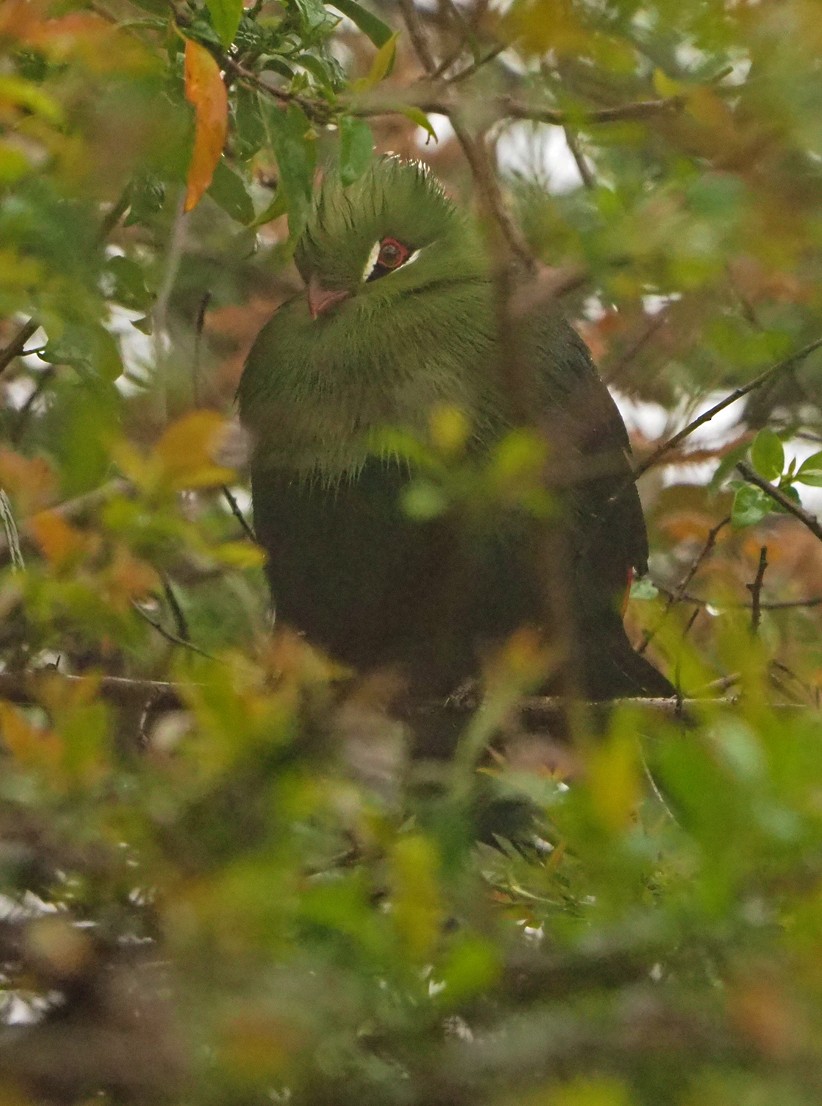 Knysna Turaco - ML645670611