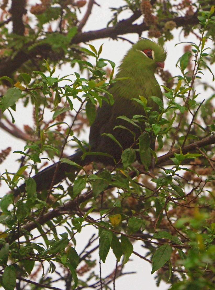 Knysna Turaco - ML645670612