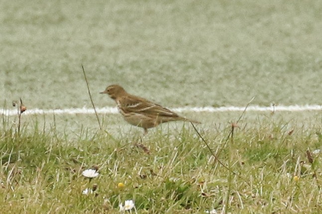 פפיון שדות - ML645670614