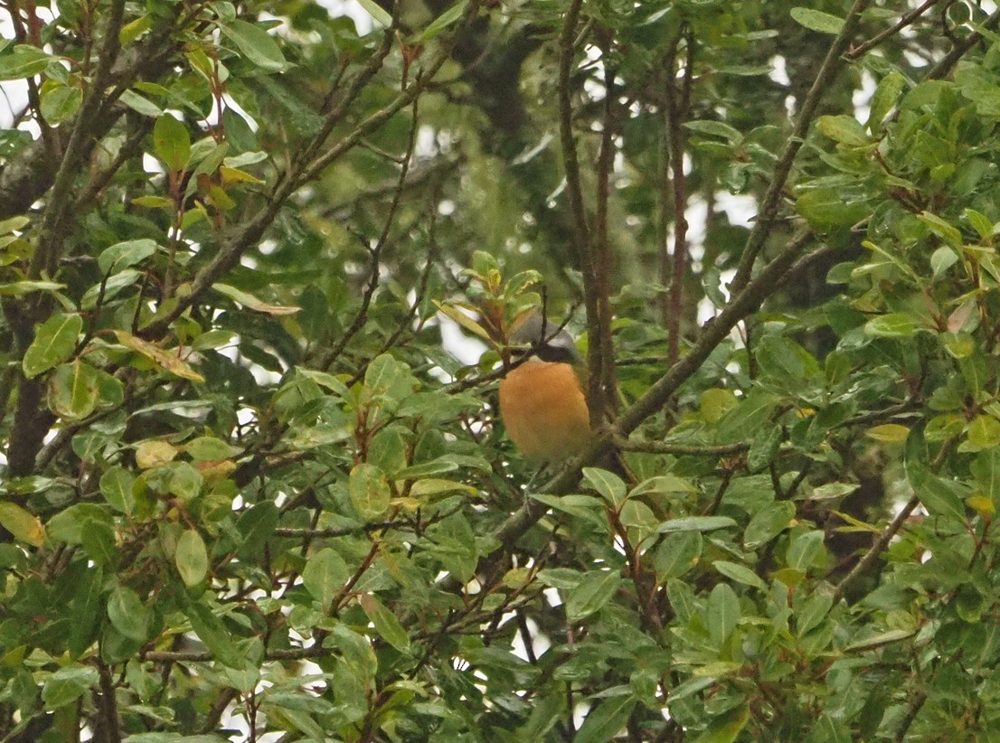 Olive Bushshrike - ML645670621