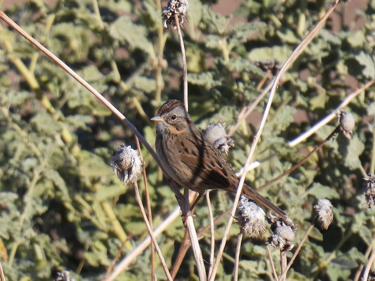 Lincoln's Sparrow - ML645670623
