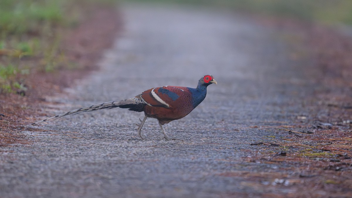 Mrs. Hume's Pheasant - ML645670634