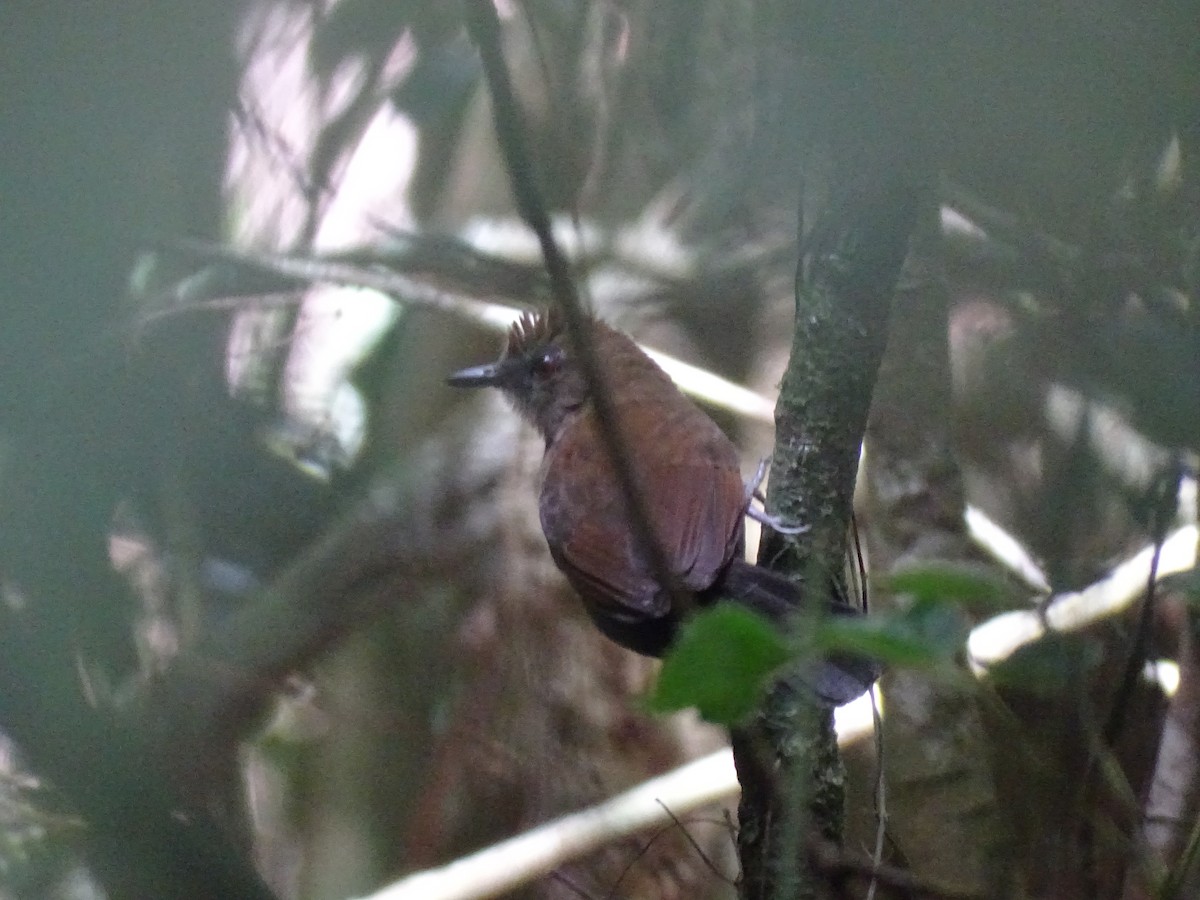 White-shouldered Fire-eye - ML645670657