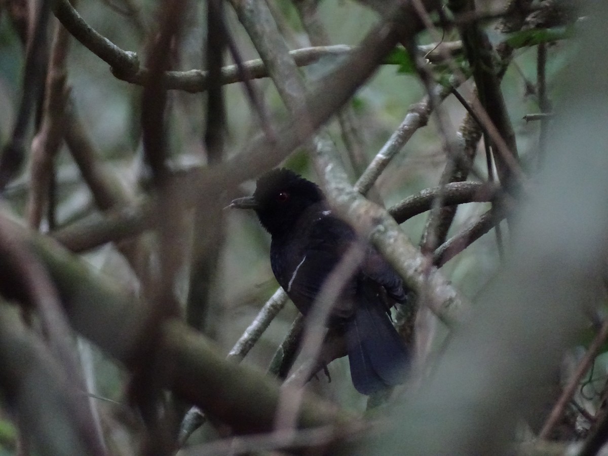 White-shouldered Fire-eye - ML645670658