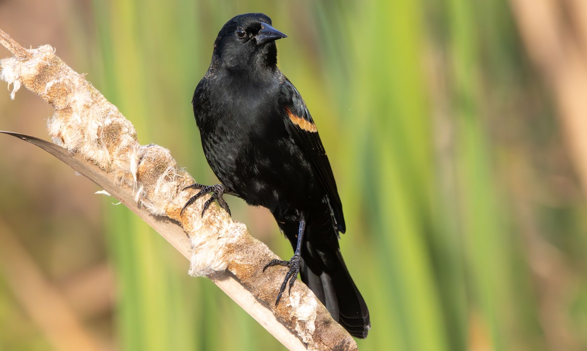 Red-winged Blackbird - ML645670676