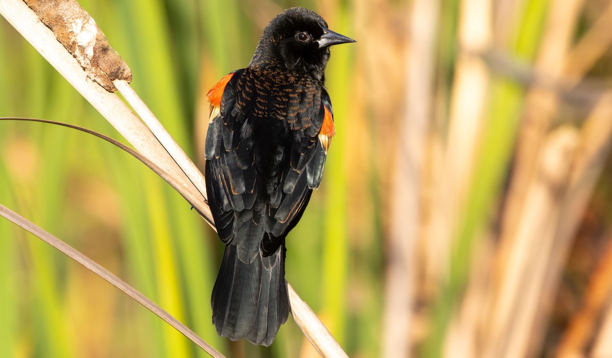 Red-winged Blackbird - ML645670677