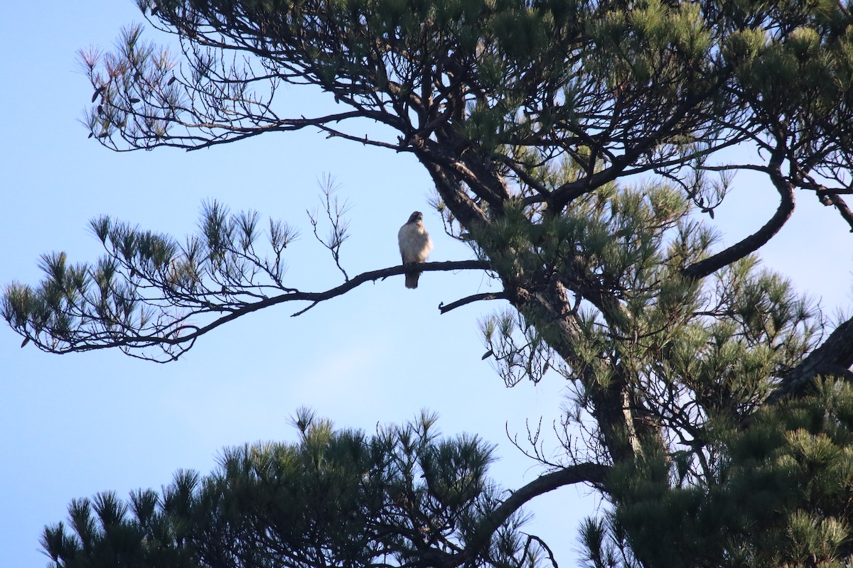 Red-tailed Hawk - ML645670682