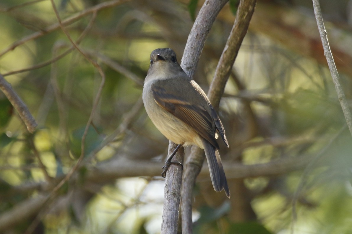 Patagonian Tyrant - ML645670686