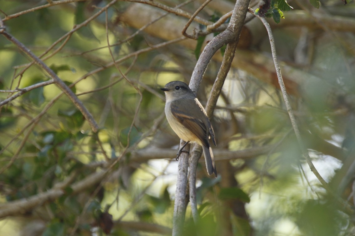 Patagonian Tyrant - ML645670687
