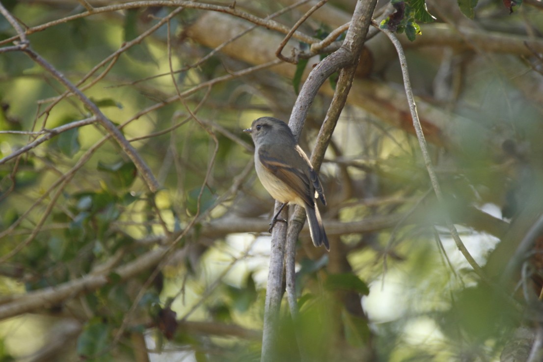 Patagonian Tyrant - ML645670688