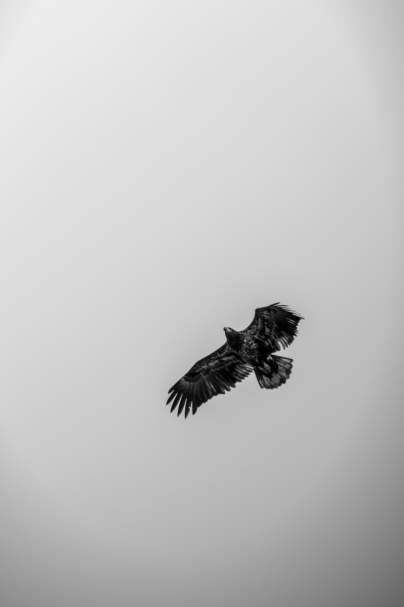 Bald Eagle - ML645670703