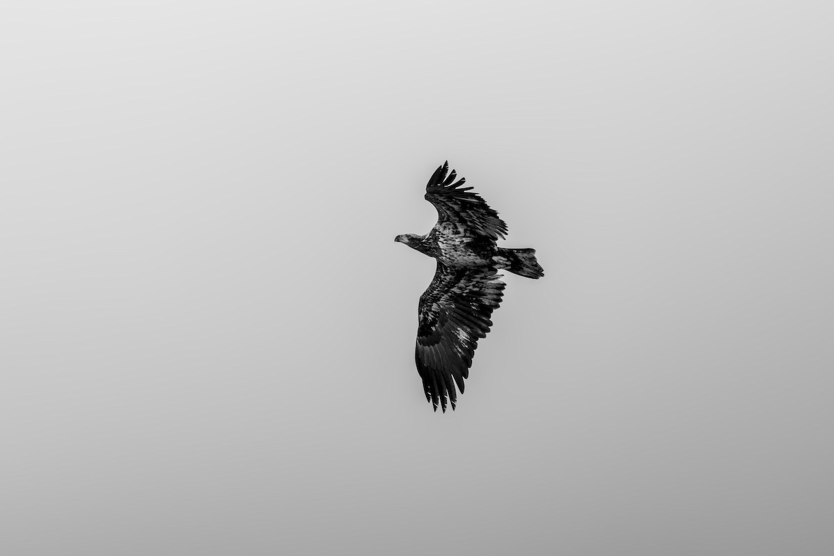 Bald Eagle - ML645670705