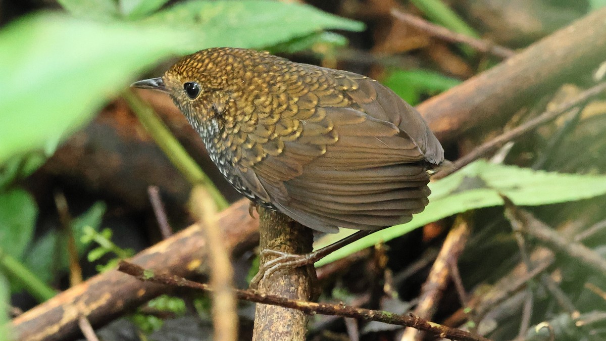 Taiwan Cupwing - ML645670706