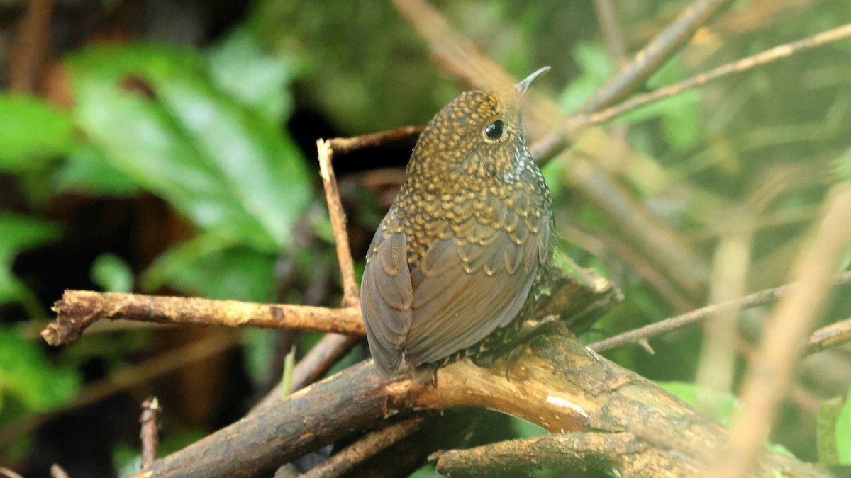 Taiwan Cupwing - ML645670707