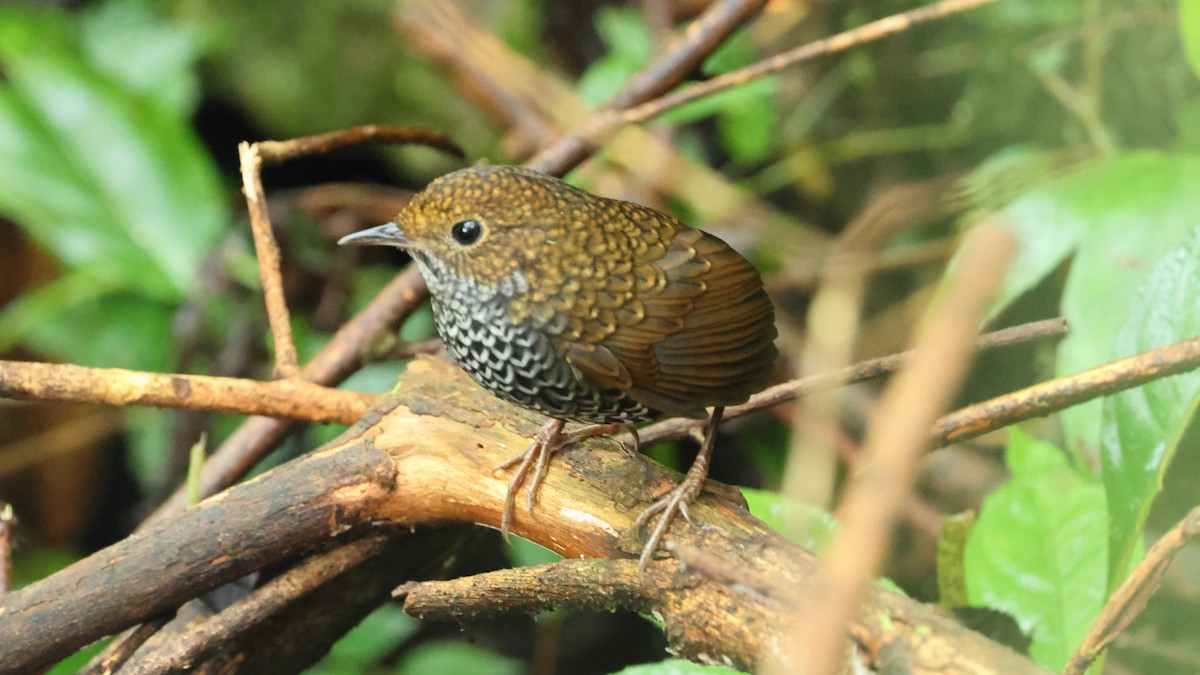 Taiwan Cupwing - ML645670708