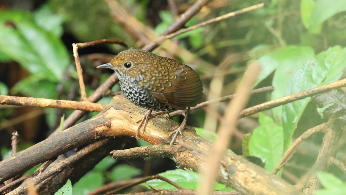 Taiwan Cupwing - ML645670709