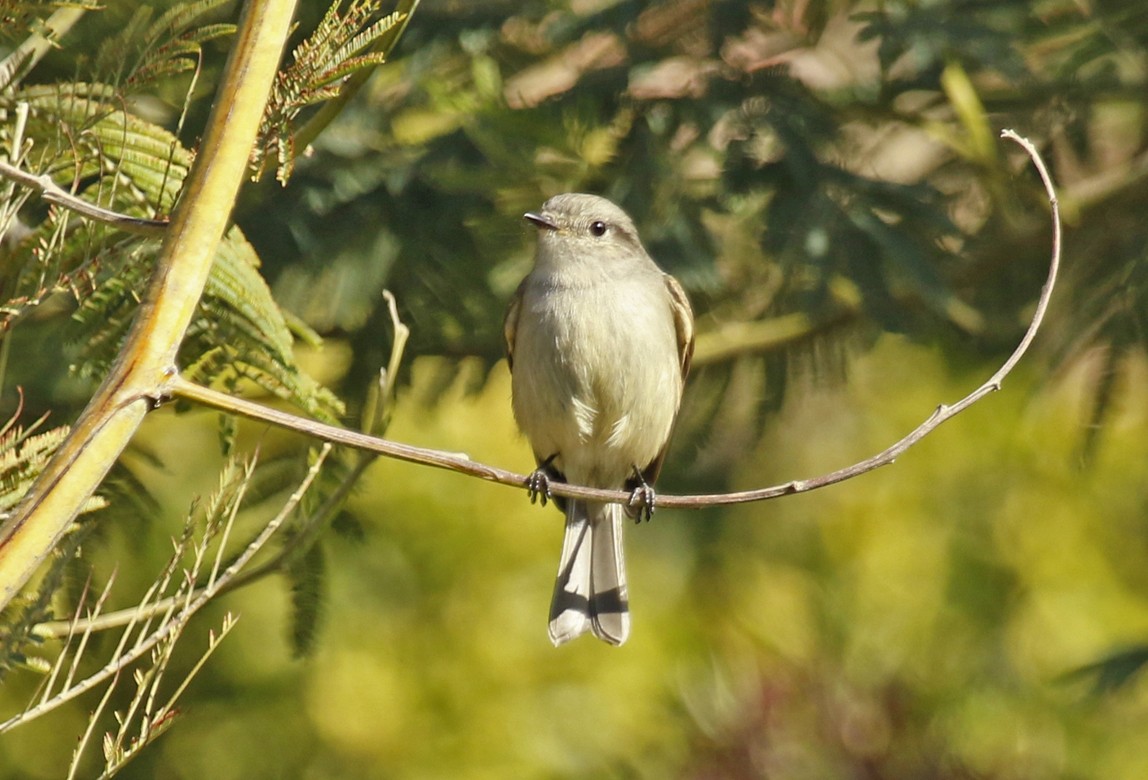 Patagonian Tyrant - ML645670710