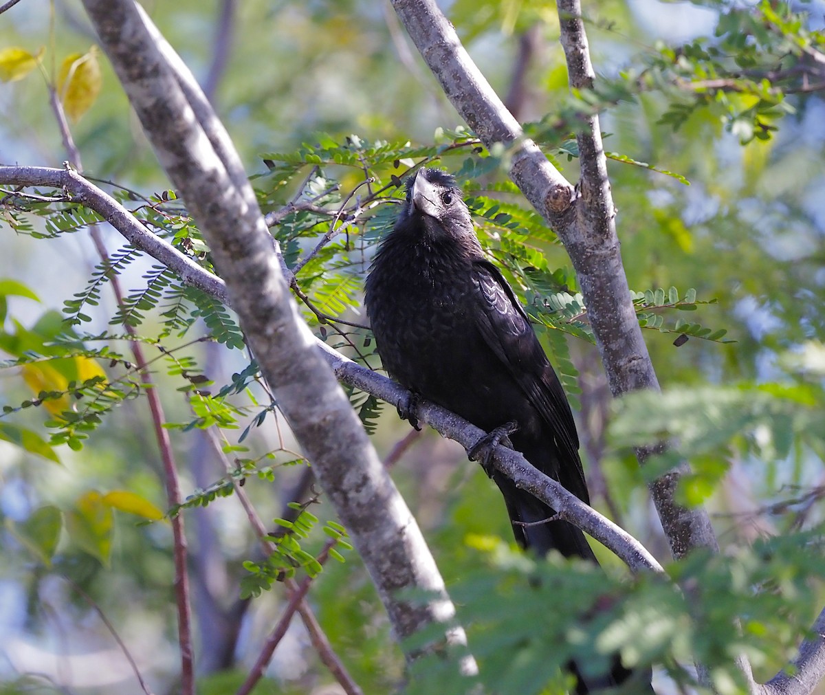 glattnebbani - ML645670726