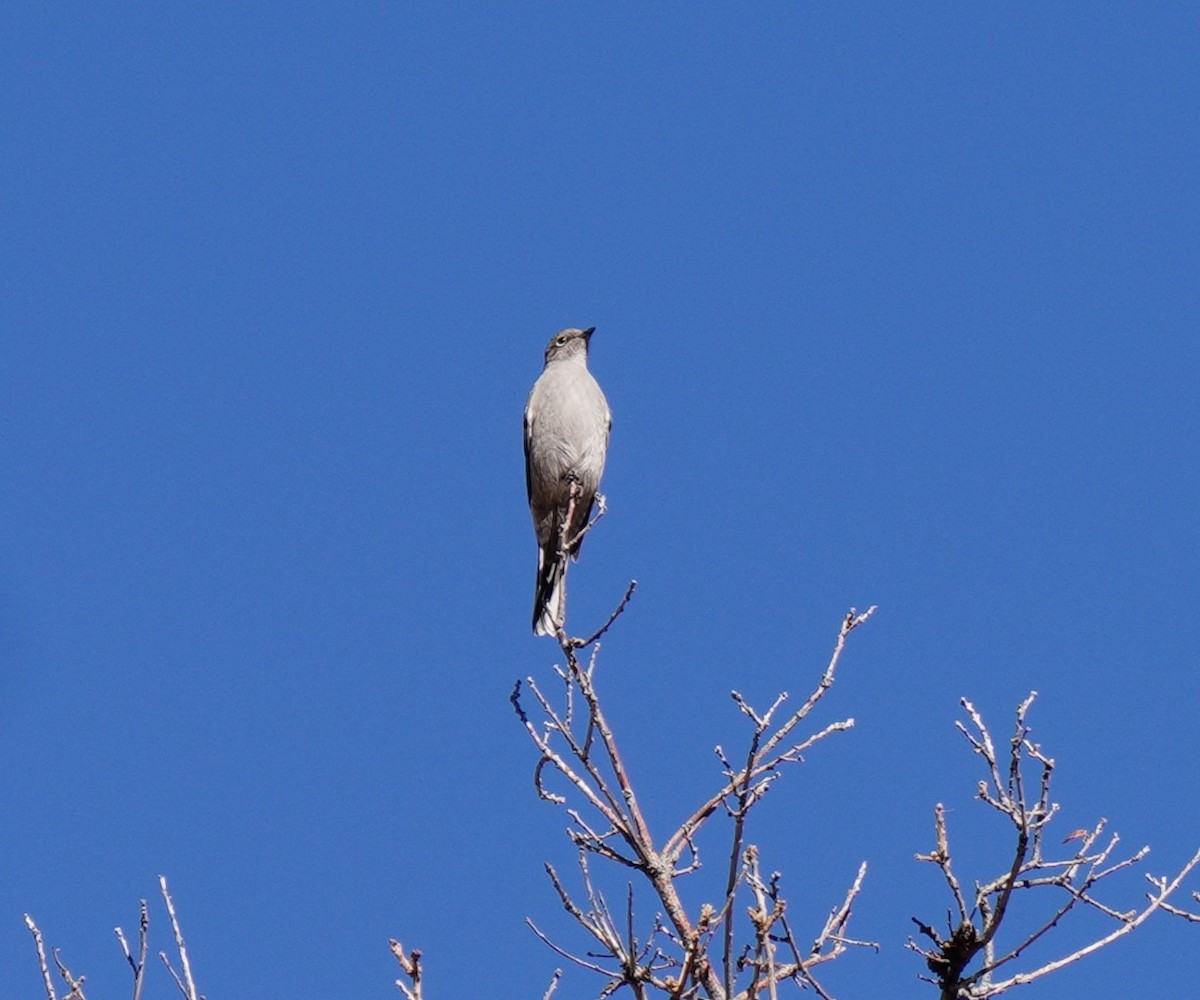 lesňák západní - ML645670730